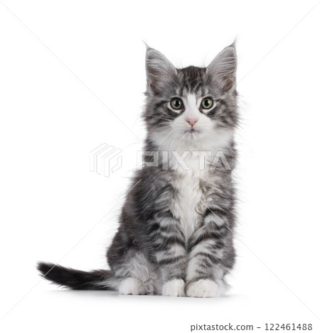 Maine Coon cat kitten on white background 122461488