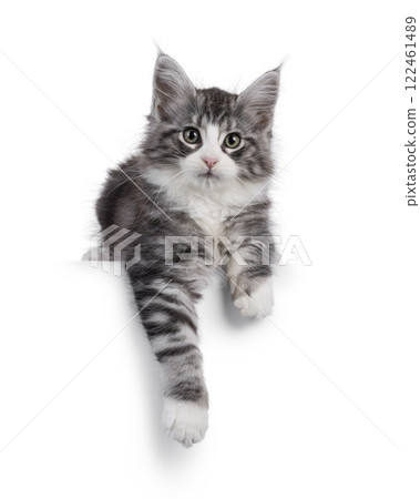 Maine Coon cat kitten on white background Maine Coon cat kitten on white background 122461489