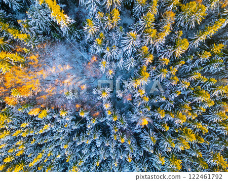 This aerial view reveals a winter forest with snow-covered evergreens and hints of golden foliage, capturing the serene beauty of nature during the cold season. This aerial view reveals a winter forest with snow-covered evergreens and hints of golden foliage, capturing the serene beauty of nature during the cold season. 122461792