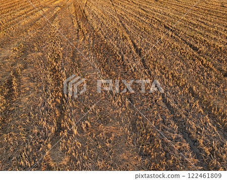 Green rice Fileds aerial view Thailand countryside 122461809