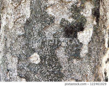 bark up bark up 122461829