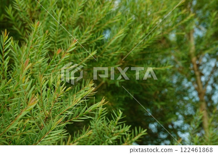 Melaleuca bracteata macro leaves small world Melaleuca bracteata macro leaves small world 122461868