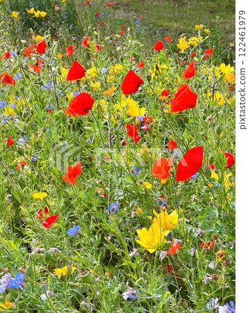 Red Poppy Flower 122461979