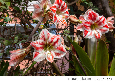 Amaryllis blossoms in the nature, Madeira, Portugal Amaryllis blossoms in the nature, Madeira, Portugal 122462364