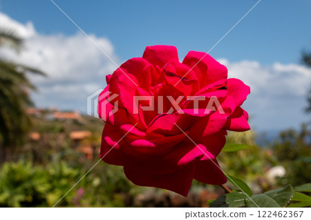 Red rose and a blue sky, Madeira, Portugal 122462367