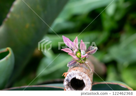 Little sprout on the plant, Madeira, Portugal 122462368
