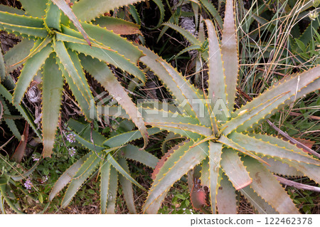Plants of Aloe vera in the nature, Madeira, Portugal 122462378