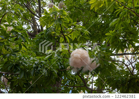 Ceiba pentandra and blue sky, Madeira, Portugal Ceiba pentandra and blue sky, Madeira, Portugal 122462381