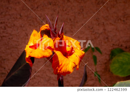 Canna indica blossoms in the nature, Madeira, Portugal 122462399