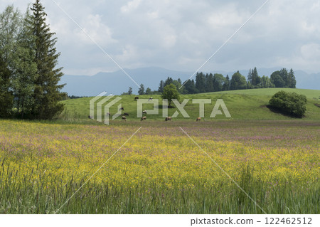 Hiking trail from Steingaden to Bernbeuren, Munich Way of St. James, Bavaria, Germany 122462512