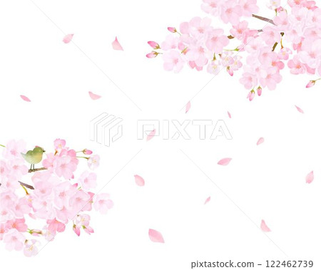 Cherry tree with warbler - Beautiful light pink cherry blossoms and petals Spring watercolor white back frame background material illustration 122462739