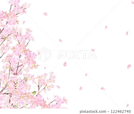 Cherry tree with warbler - Beautiful light pink cherry blossoms and petals Spring watercolor white back frame background material illustration 122462740