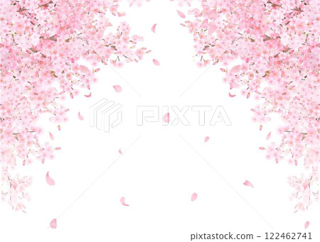 Beautiful and gorgeous pale pink cherry blossoms in full bloom and petals fluttering spring white back frame vector material illustration 122462741