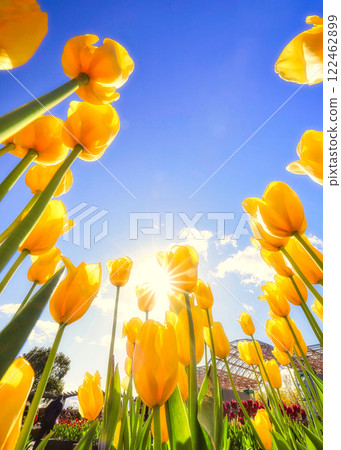 Yellow ice tulips blooming against the blue sky Yellow ice tulips blooming against the blue sky 122462899