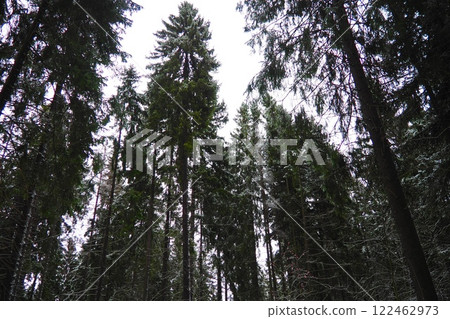 Spruce Picea is a coniferous evergreen tree of the Pine family Pinaceae. Evergreen trees. Common spruce, or Norway spruce Picea abies is widespread in northern Europe. Snowy winter coniferous forest Spruce Picea is a coniferous evergreen tree of the Pine family Pinaceae. Evergreen trees. Common spruce, or Norway spruce Picea abies is widespread in northern Europe. Snowy winter coniferous forest 122462973