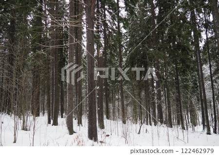 Spruce Picea is a coniferous evergreen tree of the Pine family Pinaceae. Evergreen trees. Common spruce, or Norway spruce Picea abies is widespread in northern Europe. Snowy winter coniferous forest 122462979