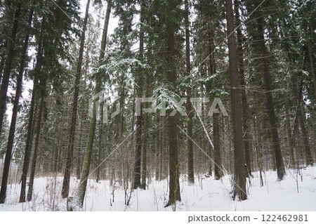 Spruce Picea is a coniferous evergreen tree of the Pine family Pinaceae. Evergreen trees. Common spruce, or Norway spruce Picea abies is widespread in northern Europe. Snowy winter coniferous forest 122462981