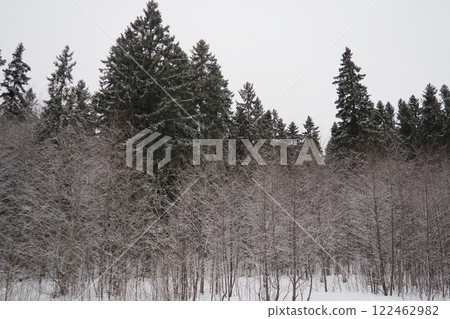 Spruce Picea is a coniferous evergreen tree of the Pine family Pinaceae. Evergreen trees. Common spruce, or Norway spruce Picea abies is widespread in northern Europe. Snowy winter coniferous forest 122462982