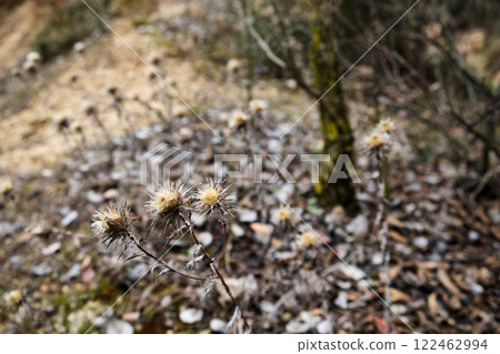 wild thistle -Cynara cardunculus- dry filmed in nature 122462994