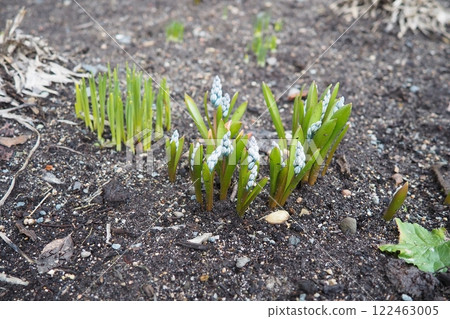 Puschkinia is a genus of four known species of bulbous perennials in family Asparagaceae, subfamily Scilloideae. Puschkinia scilloides ornamental bulbous plant. Blue flowers in a flowerbed in spring 122463005