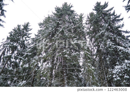 Spruce Picea is a coniferous evergreen tree of the Pine family Pinaceae. Evergreen trees. Common spruce, or Norway spruce Picea abies is widespread in northern Europe. Snowy winter coniferous forest. Spruce Picea is a coniferous evergreen tree of the Pine family Pinaceae. Evergreen trees. Common spruce, or Norway spruce Picea abies is widespread in northern Europe. Snowy winter coniferous forest. 122463008