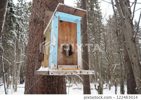 Hanging homemade feeder or platform for feeding birds and squirrels in winter and spring during hungry times. Feeders for birds and squirrels in a forest or city park. Hanging homemade feeder or platform for feeding birds and squirrels in winter and spring during hungry times. Feeders for birds and squirrels in a forest or city park. 122463014