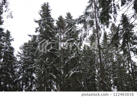 Spruce Picea is a coniferous evergreen tree of the Pine family Pinaceae. Evergreen trees. Common spruce, or Norway spruce Picea abies is widespread in northern Europe. Snowy winter coniferous forest. Spruce Picea is a coniferous evergreen tree of the Pine family Pinaceae. Evergreen trees. Common spruce, or Norway spruce Picea abies is widespread in northern Europe. Snowy winter coniferous forest. 122463016