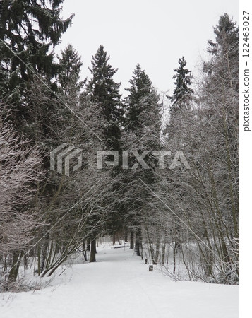 Spruce Picea is a coniferous evergreen tree of the Pine family Pinaceae. Evergreen trees. Common spruce, or Norway spruce Picea abies is widespread in northern Europe. Snowy winter coniferous forest 122463027