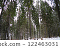 Spruce Picea is a coniferous evergreen tree of the Pine family Pinaceae. Evergreen trees. Common spruce, or Norway spruce Picea abies is widespread in northern Europe. Snowy winter coniferous forest 122463031