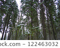 Spruce Picea is a coniferous evergreen tree of the Pine family Pinaceae. Evergreen trees. Common spruce, or Norway spruce Picea abies is widespread in northern Europe. Snowy winter coniferous forest 122463032
