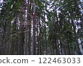 Spruce Picea is a coniferous evergreen tree of the Pine family Pinaceae. Evergreen trees. Common spruce, or Norway spruce Picea abies is widespread in northern Europe. Snowy winter coniferous forest 122463033