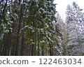 Spruce Picea is a coniferous evergreen tree of the Pine family Pinaceae. Evergreen trees. Common spruce, or Norway spruce Picea abies is widespread in northern Europe. Snowy winter coniferous forest 122463034