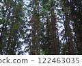 Spruce Picea is a coniferous evergreen tree of the Pine family Pinaceae. Evergreen trees. Common spruce, or Norway spruce Picea abies is widespread in northern Europe. Snowy winter coniferous forest 122463035