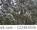 Spruce Picea is a coniferous evergreen tree of the Pine family Pinaceae. Evergreen trees. Common spruce, or Norway spruce Picea abies is widespread in northern Europe. Snowy winter coniferous forest 122463036