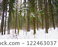 Spruce Picea is a coniferous evergreen tree of the Pine family Pinaceae. Evergreen trees. Common spruce, or Norway spruce Picea abies is widespread in northern Europe. Snowy winter coniferous forest 122463037