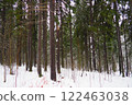 Spruce Picea is a coniferous evergreen tree of the Pine family Pinaceae. Evergreen trees. Common spruce, or Norway spruce Picea abies is widespread in northern Europe. Snowy winter coniferous forest 122463038