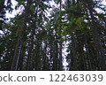 Spruce Picea is a coniferous evergreen tree of the Pine family Pinaceae. Evergreen trees. Common spruce, or Norway spruce Picea abies is widespread in northern Europe. Snowy winter coniferous forest 122463039