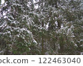 Spruce Picea is a coniferous evergreen tree of the Pine family Pinaceae. Evergreen trees. Common spruce, or Norway spruce Picea abies is widespread in northern Europe. Snowy winter coniferous forest 122463040