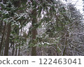 Spruce Picea is a coniferous evergreen tree of the Pine family Pinaceae. Evergreen trees. Common spruce, or Norway spruce Picea abies is widespread in northern Europe. Snowy winter coniferous forest 122463041