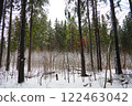 Spruce Picea is a coniferous evergreen tree of the Pine family Pinaceae. Evergreen trees. Common spruce, or Norway spruce Picea abies is widespread in northern Europe. Snowy winter coniferous forest 122463042