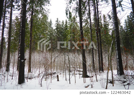 Spruce Picea is a coniferous evergreen tree of the Pine family Pinaceae. Evergreen trees. Common spruce, or Norway spruce Picea abies is widespread in northern Europe. Snowy winter coniferous forest 122463042
