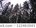 Spruce Picea is a coniferous evergreen tree of the Pine family Pinaceae. Evergreen trees. Common spruce, or Norway spruce Picea abies is widespread in northern Europe. Snowy winter coniferous forest 122463043