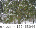 Spruce Picea is a coniferous evergreen tree of the Pine family Pinaceae. Evergreen trees. Common spruce, or Norway spruce Picea abies is widespread in northern Europe. Snowy winter coniferous forest 122463044