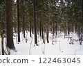 Spruce Picea is a coniferous evergreen tree of the Pine family Pinaceae. Evergreen trees. Common spruce, or Norway spruce Picea abies is widespread in northern Europe. Snowy winter coniferous forest 122463045