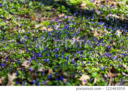 The photo shows a cluster of vibrant purple violets growing among green leaves in a natural setting, with sunlight casting highlights on the petals and foliage. A dry leaf and twigs are scattered. The photo shows a cluster of vibrant purple violets growing among green leaves in a natural setting, with sunlight casting highlights on the petals and foliage. A dry leaf and twigs are scattered. 122463059
