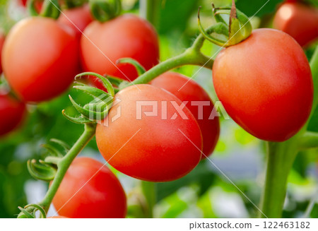 Fresh red grape tomatoes on the plant in greenhouse garden 122463182