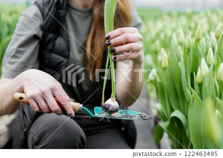 Woman planting flower bulbs in soil for growing in a greenhouse 122463495