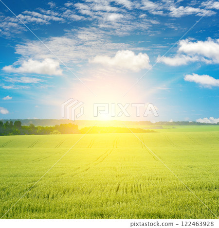 Morning with bright sun in large wheat field. Morning with bright sun in large wheat field. 122463928