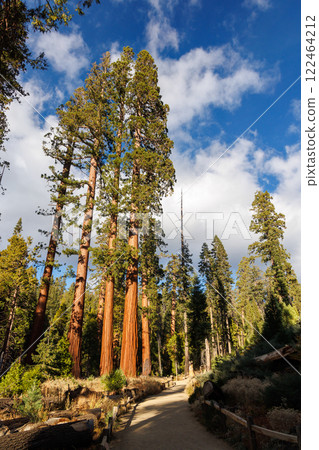 Giant Sequoia Trees in Sequoia National Park Giant Sequoia Trees in Sequoia National Park 122464212
