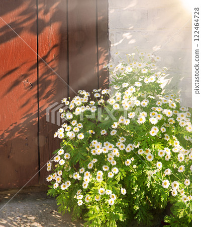 Natural background. Wild daisies grew near the door 122464728
